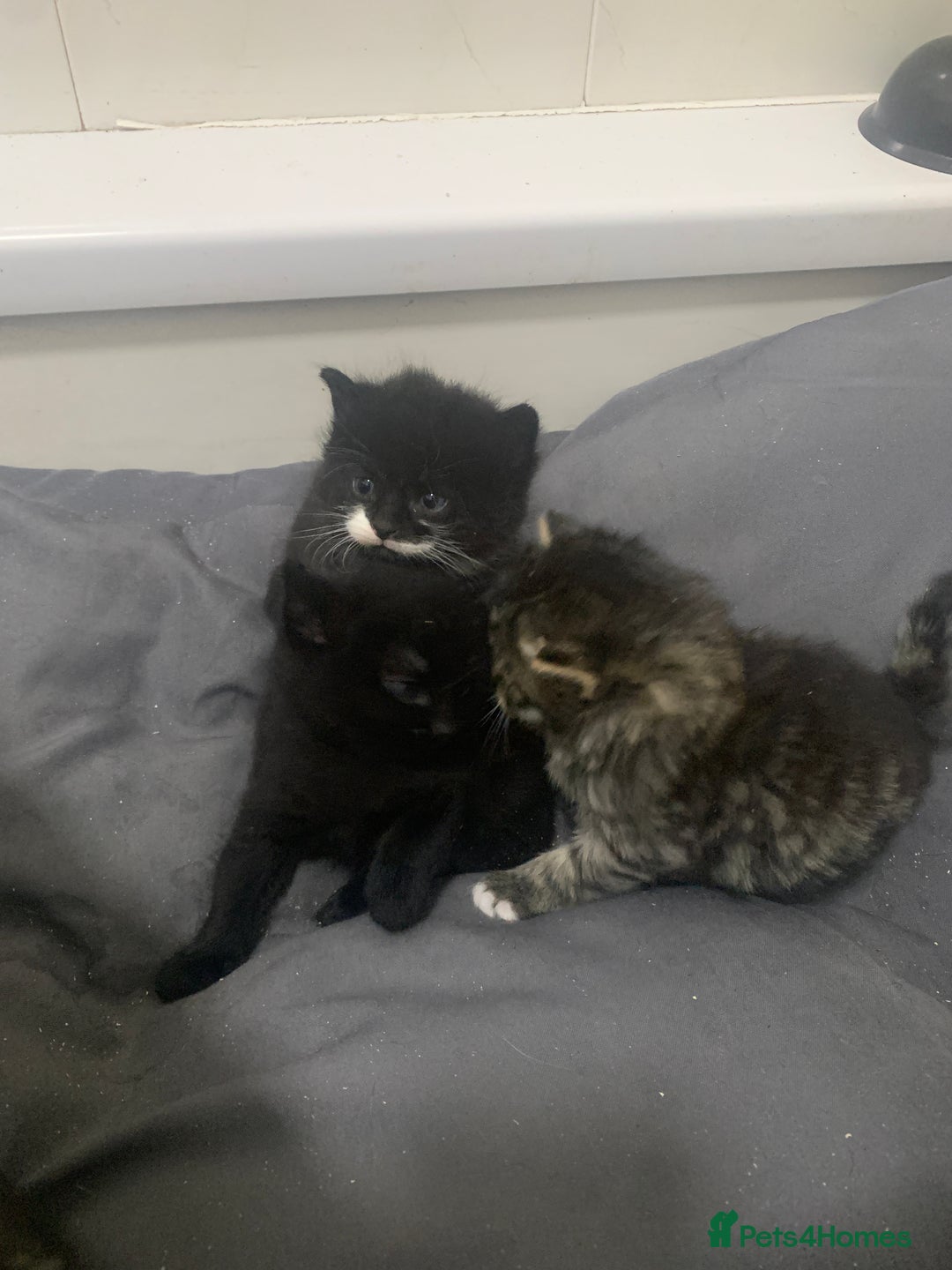 Mixed Breed cats for sale: Stunning kittens - Advert 15