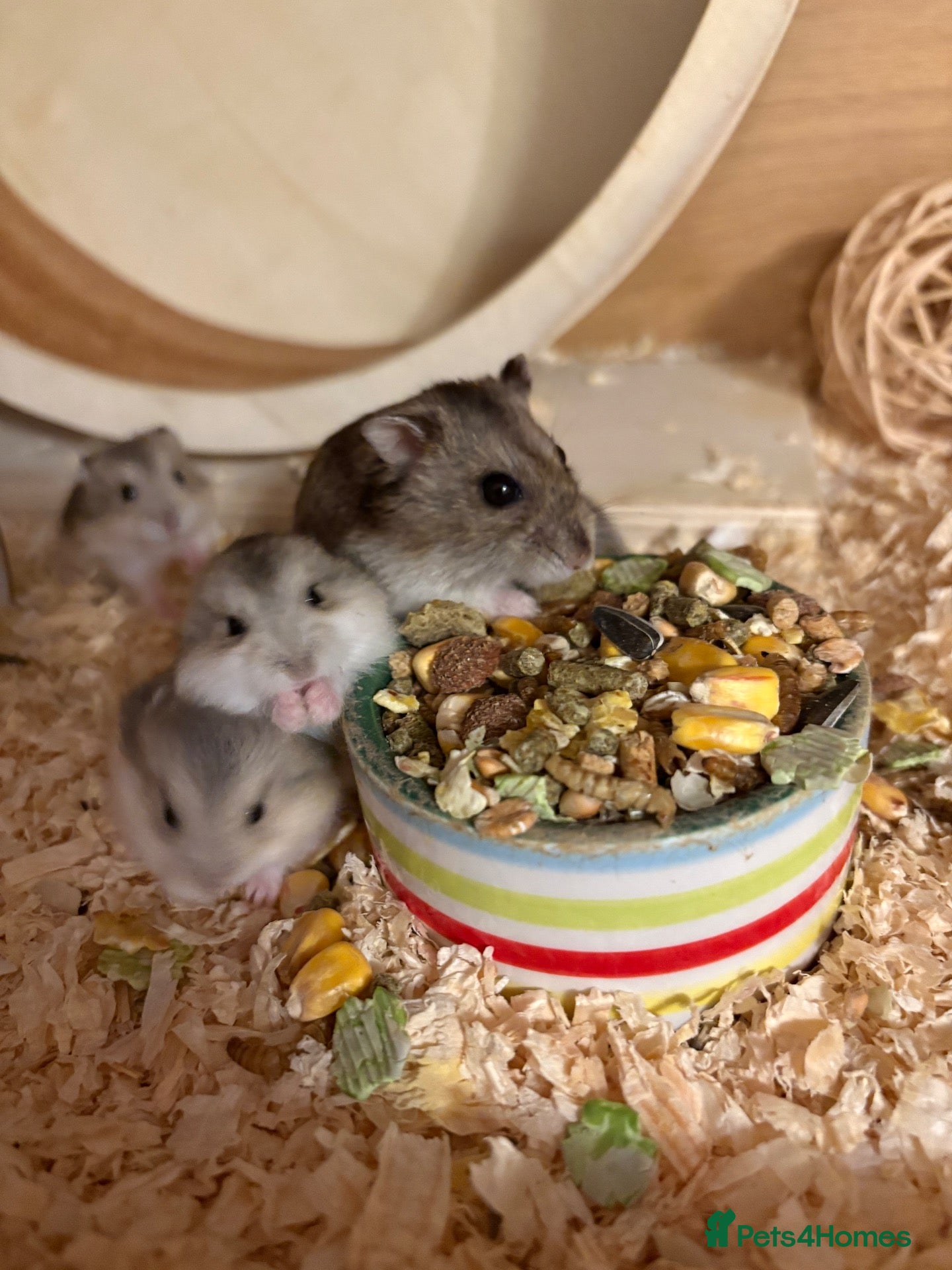 Hamster rodents Baby Russian Dwarf Hamsters - Advert 3