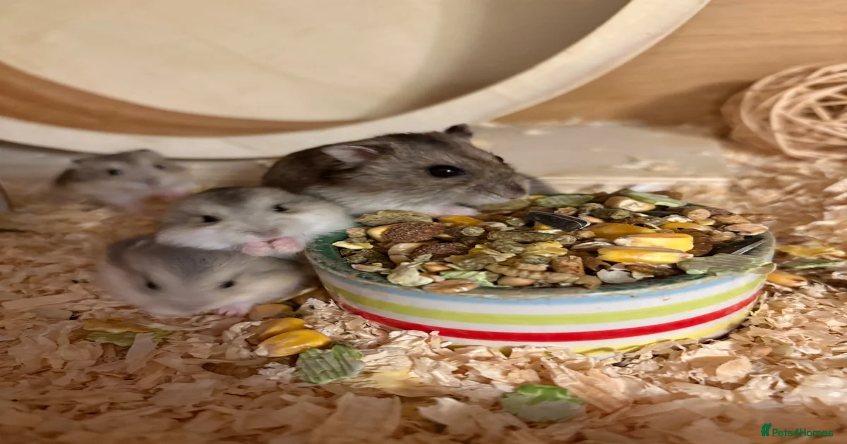 Hamster Rodents for sale in Spalding, Lincolnshire | Pets4Homes
