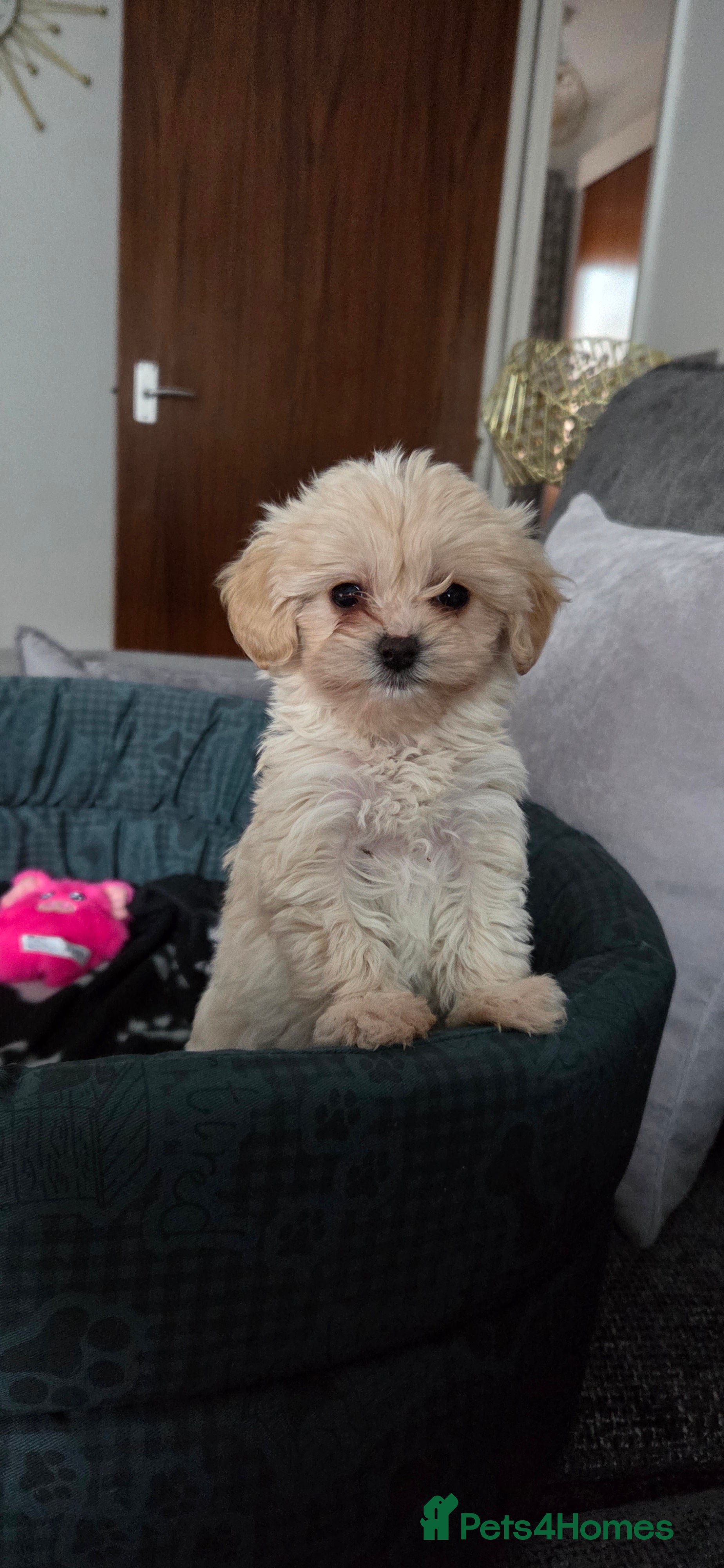 Maltipoo dogs Maltipoo - Advert 6