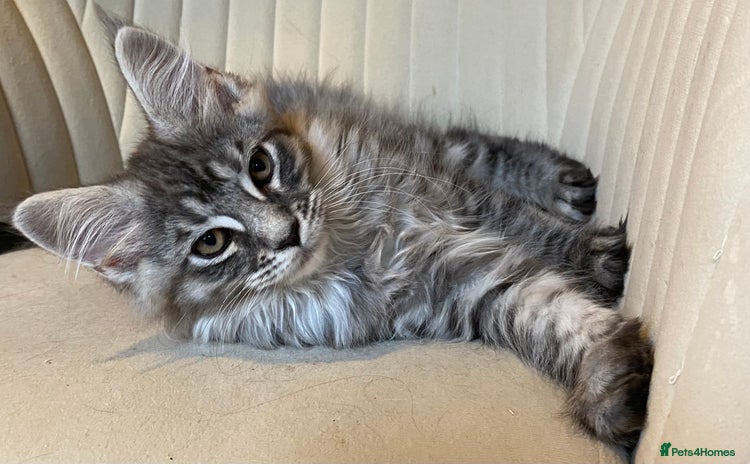 Maine Coon cats - Advert 13