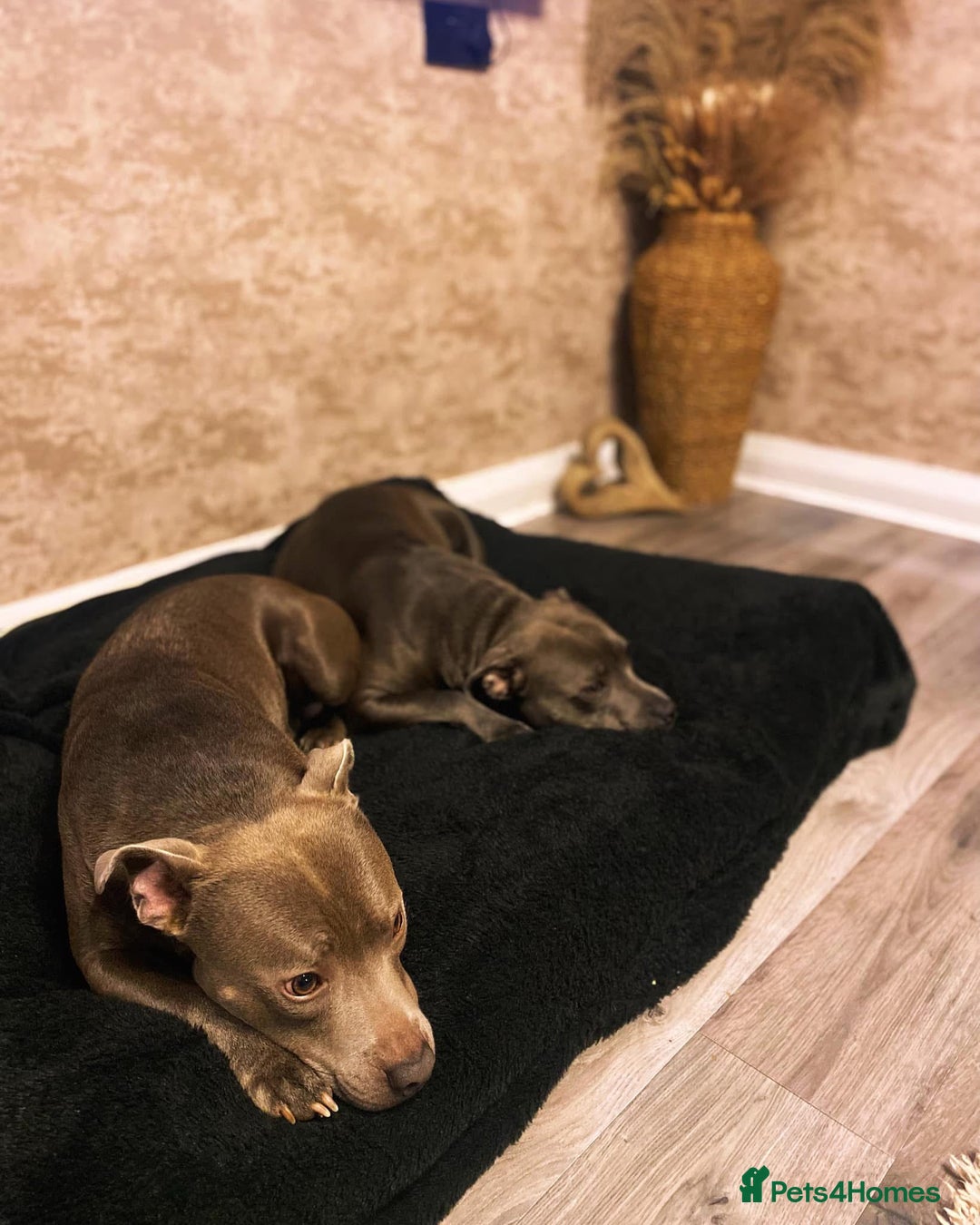 Staffordshire Bull Terrier dogs for sale: 7 gorgeous blue/lilac staffies - Image 16