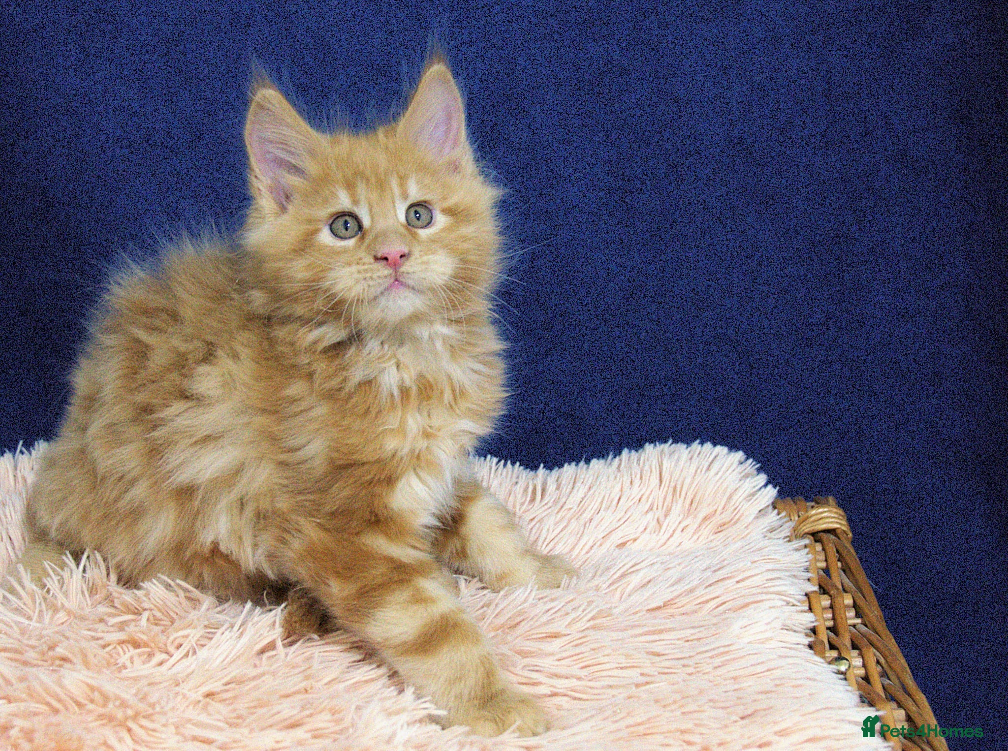 Maine Coon cats Affectionate pedigree boys  - Advert 12