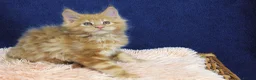 Maine Coon cats for sale: Affectionate pedigree boys  - Advert 4