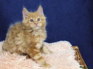 Maine Coon cats Affectionate pedigree boys - Advert 12