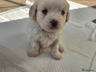 Mixed Breed dogs Beautiful shichon cross cavachon - Advert 4