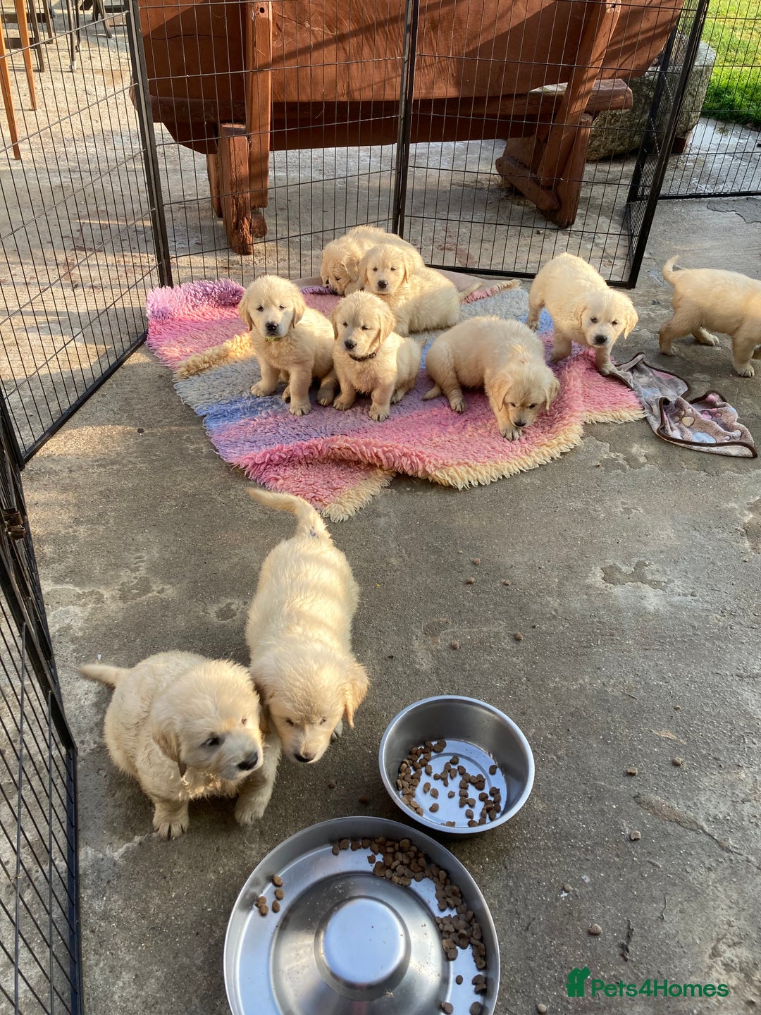 Golden Retriever dogs for sale: K. C stunning Puppies  - Image 11