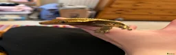 Gecko reptiles for sale: Crested Gecko- loving home wanted  in Norwich - Advert 7
