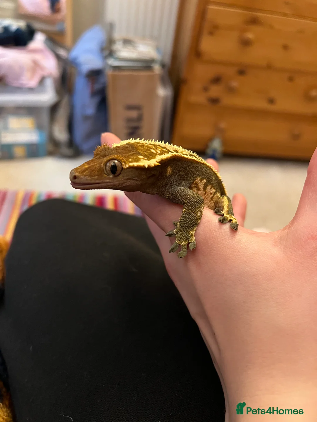 Gecko reptiles for sale: Crested Gecko- loving home wanted  in Norwich - Advert 7