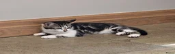Mixed Breed cats for sale: 2 x Beautiful Kittens (boy & girl) - Advert 6