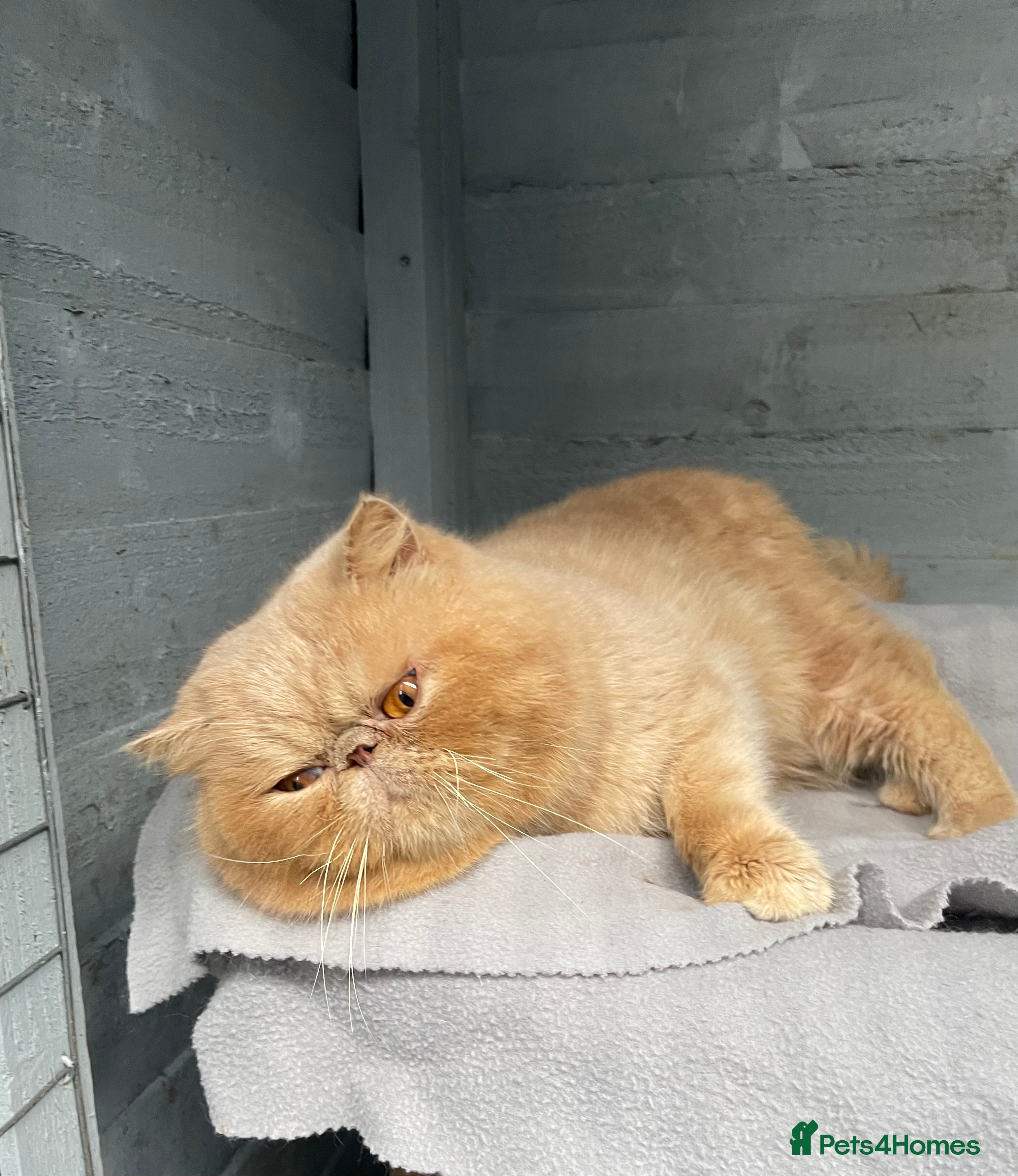 Exotic cats Cream Male exotic shorthair  - Advert 1