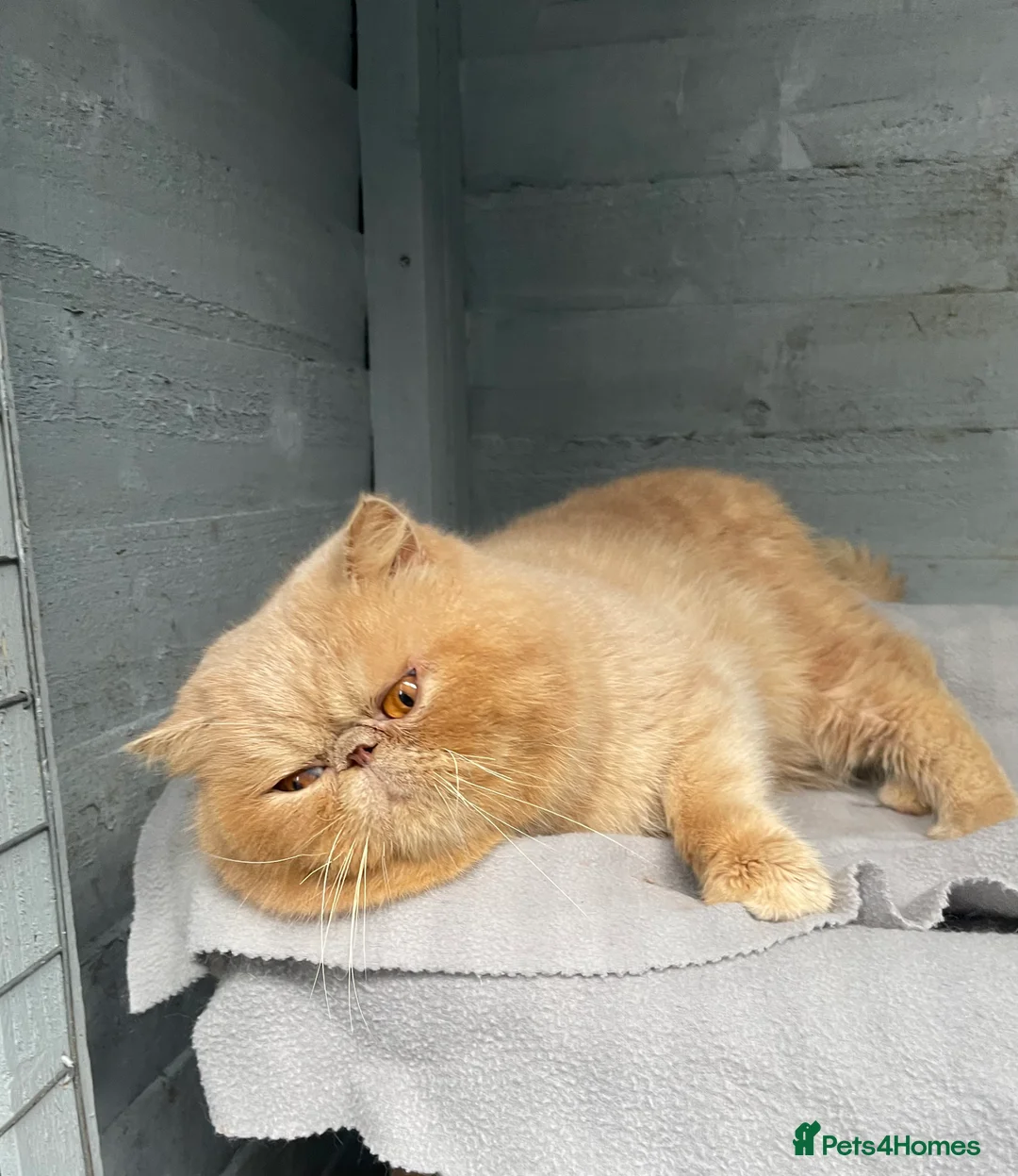 Exotic cats for sale: Cream Male exotic shorthair  - Advert 1