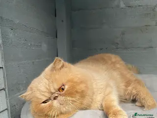 Exotic cats Cream Male exotic shorthair - Advert 1