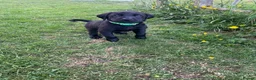 Labrador Retriever dogs for sale: 4 Beautiful Working Labrador Puppies - Advert 13