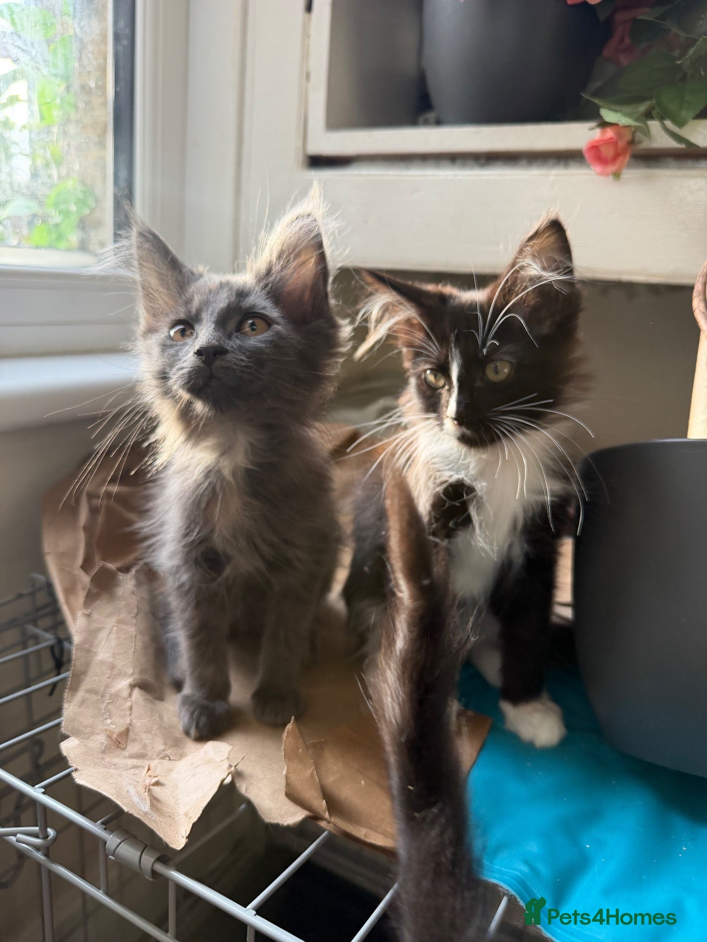 Maine Coon cats Maincoon kitten last girl  - Advert 1