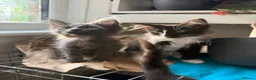 Maine Coon cats for sale: Maincoon kitten last girl  - Advert 1
