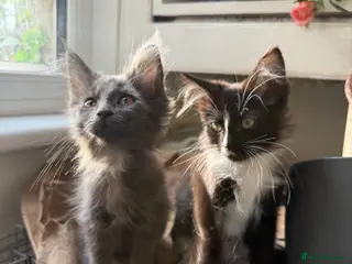Maine Coon cats Maincoon kitten last girl - Advert 1