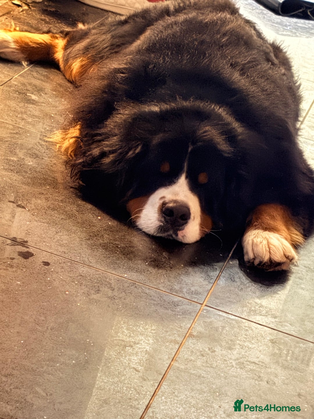 Bernese Mountain Dog dogs for stud: Gorgeous Bernese stud Maui - Advert 3