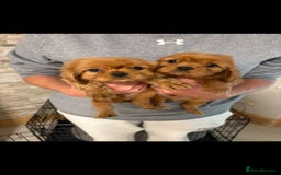 Cavalier King Charles Spaniel dogs for sale: Stunning King Charles cavalier pups (ruby)  - Image 7