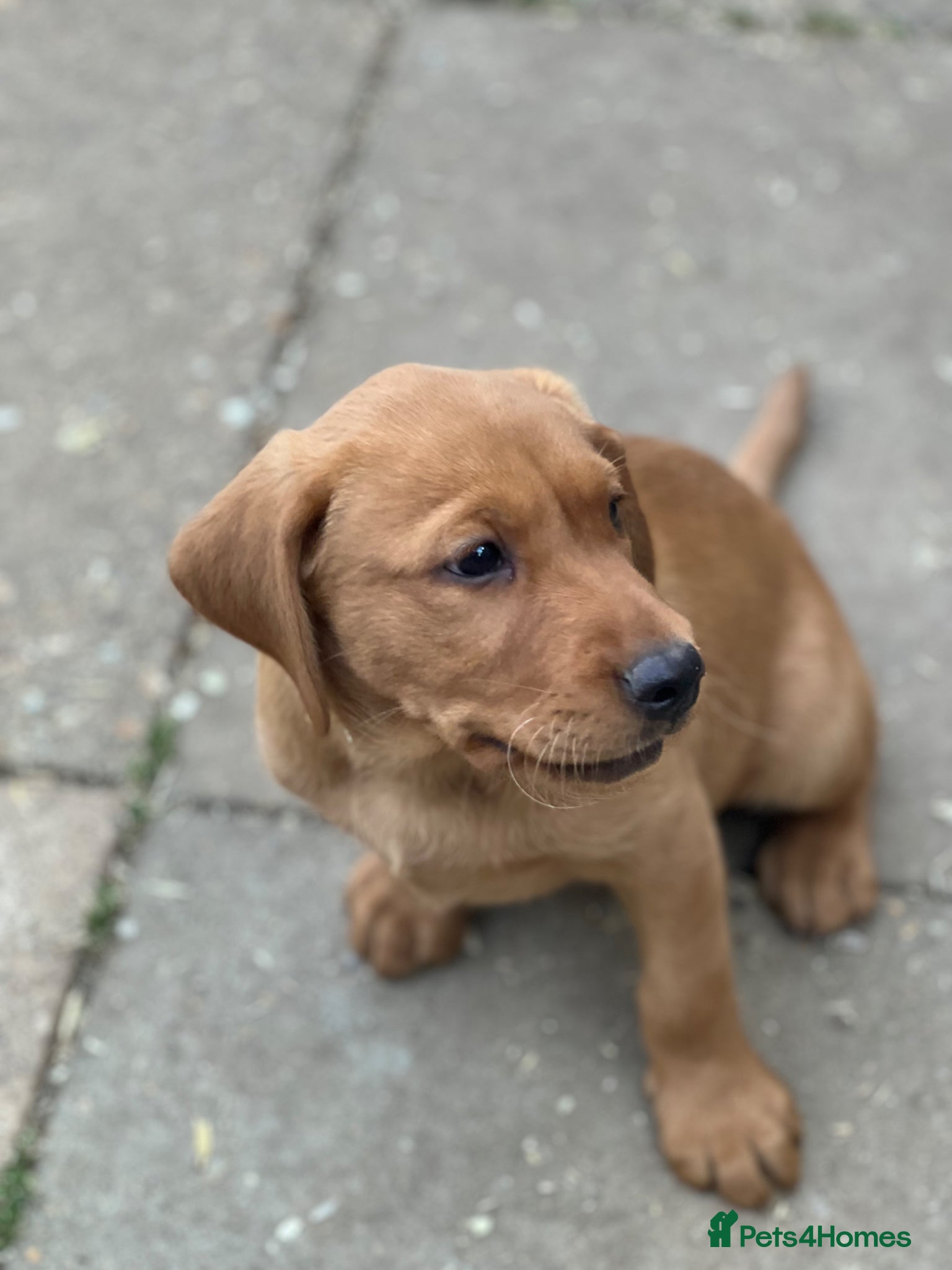 Labrador Retriever dogs for sale: Stunning Fox Red Labrador pups for sale - Advert 16