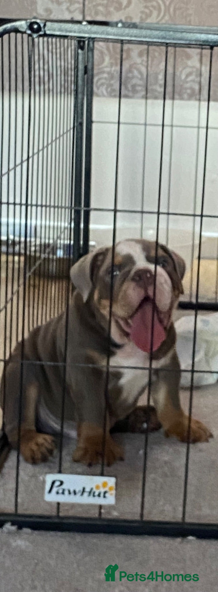English Bulldog dogs KING 👑🦍 IS READY TO LEAVE ✈️ KC REG 📝 in 🤚 ✅ - Advert 11