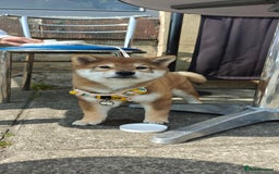Japanese Shiba Inu dogs for sale: Chunky Mame Shiba Inu with NMSA Certificate - Image 7