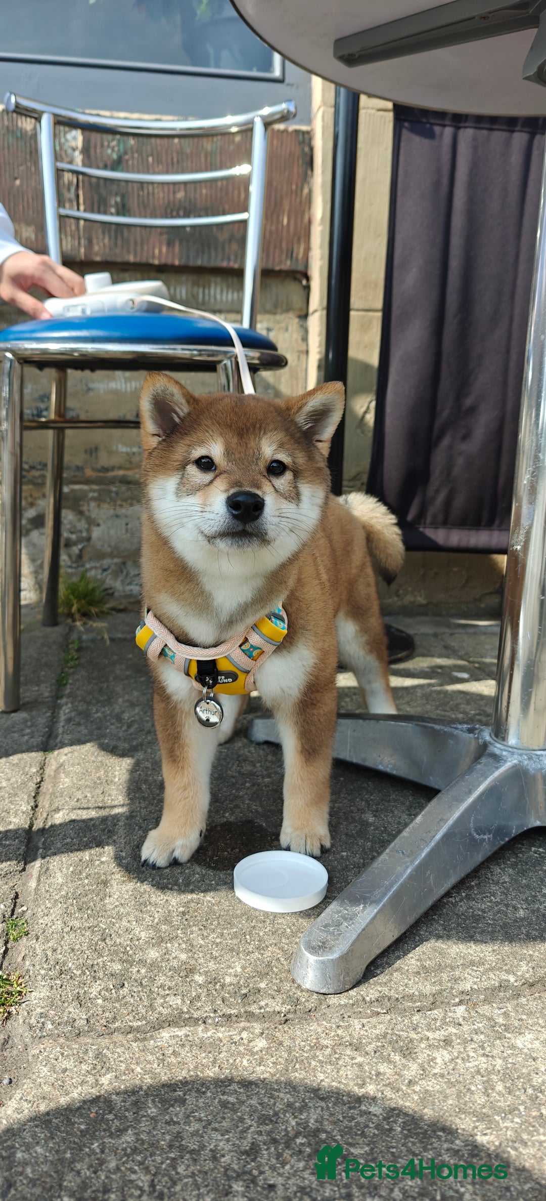 Japanese Shiba Inu dogs for sale: Chunky Mame Shiba Inu with NMSA Certificate - Image 7