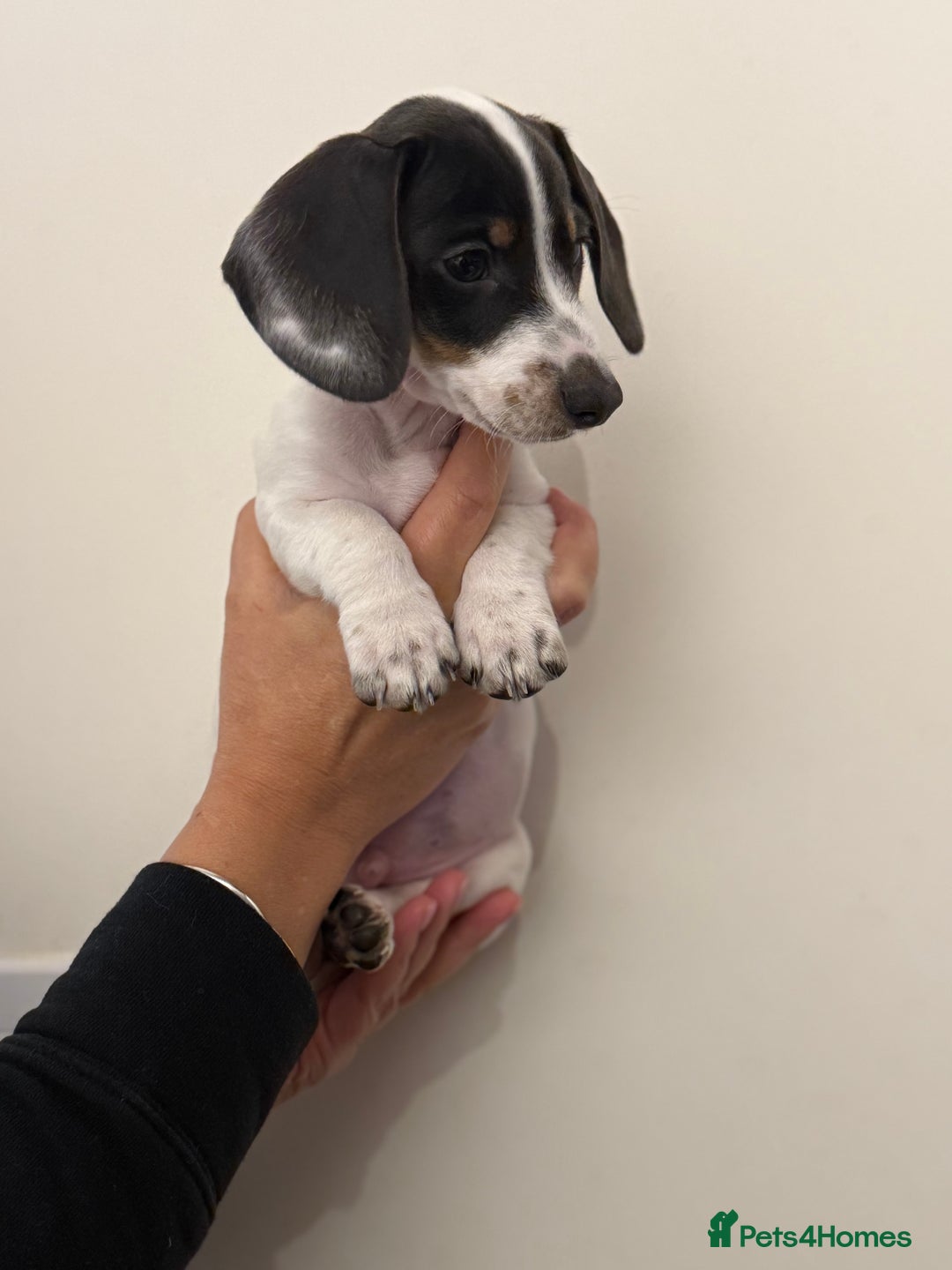 Dachshund dogs for sale: Miniature dachshund pups  - Advert 4