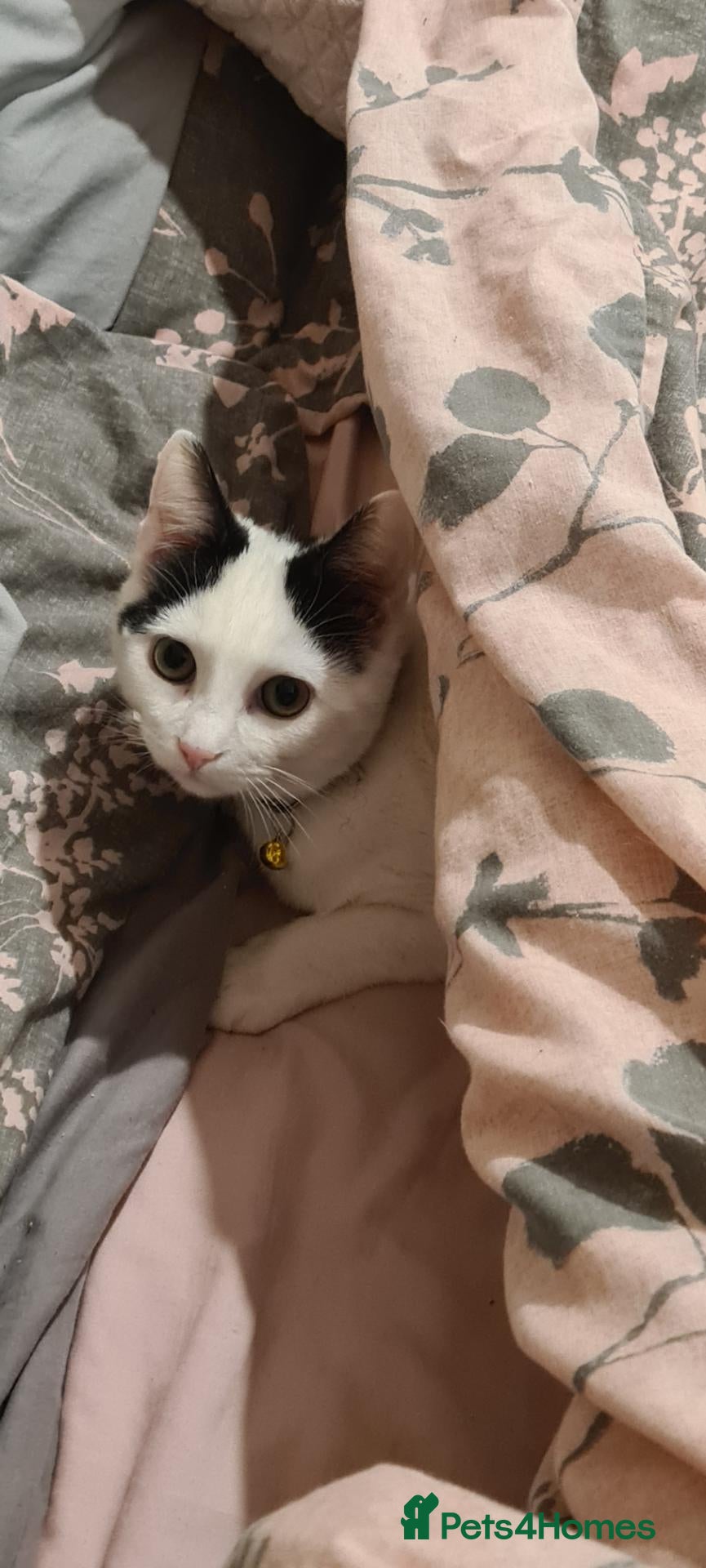 Domestic Shorthair cats 6 year old female cat  - Advert 1