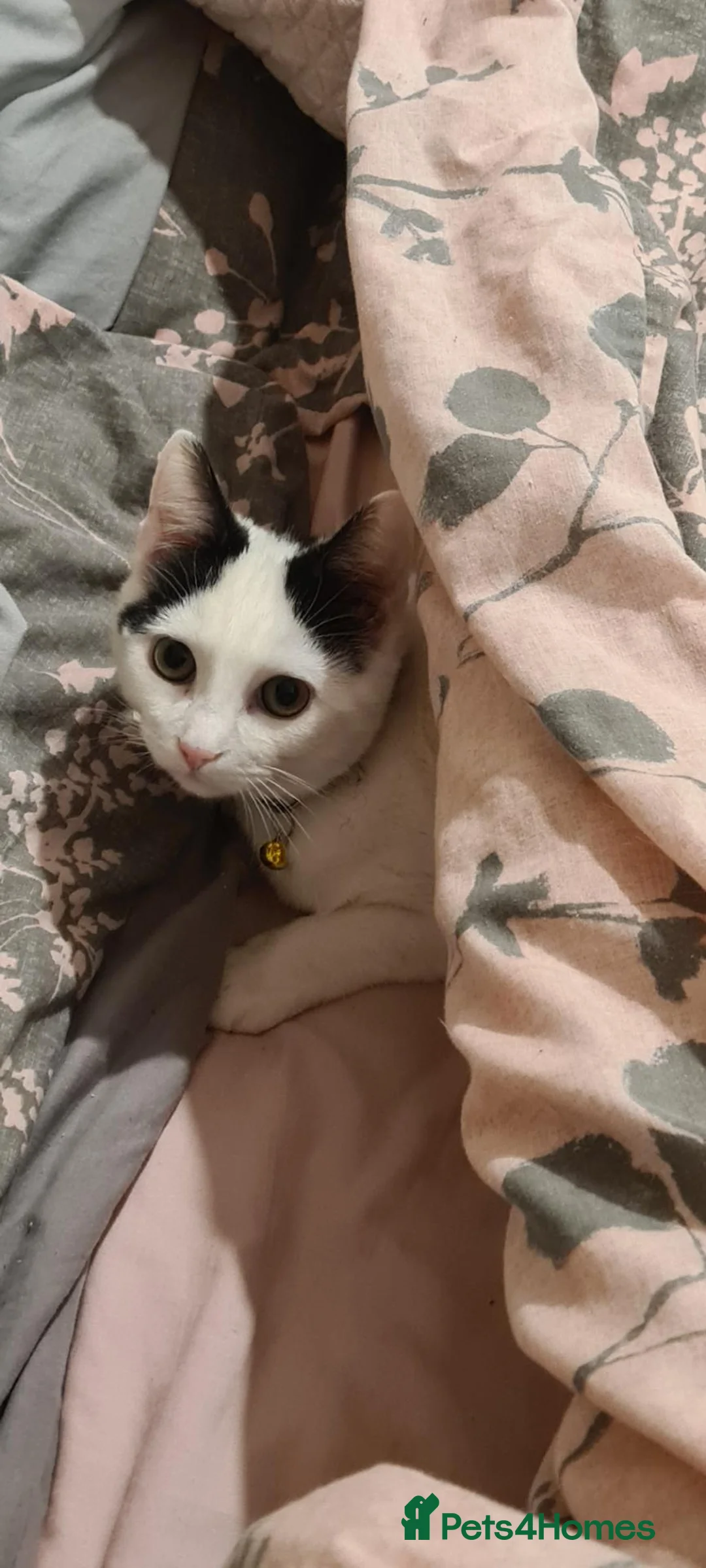 Domestic Shorthair cats for sale: 6 year old female cat  in Newport - Advert 1