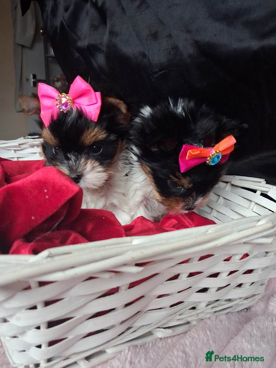 Biewer Terrier dogs for sale: Beautiful 2 mini girls - Advert 23