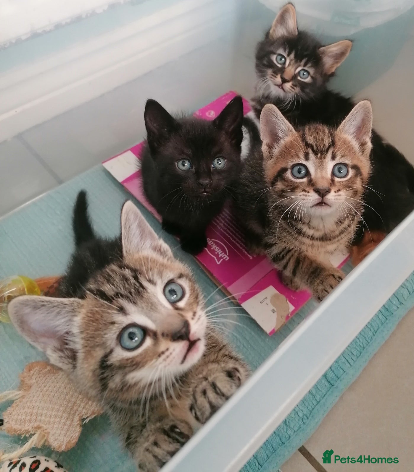 Domestic Shorthair cats 4 cute kittens :) - Advert 6