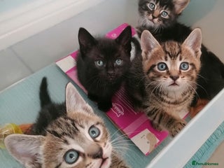 Domestic Shorthair cats 4 cute kittens :) - Advert 6