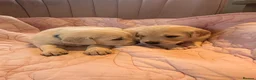 Golden Retriever dogs for sale:     Stunning KC Registered Golden Retriever Pups - Advert 5