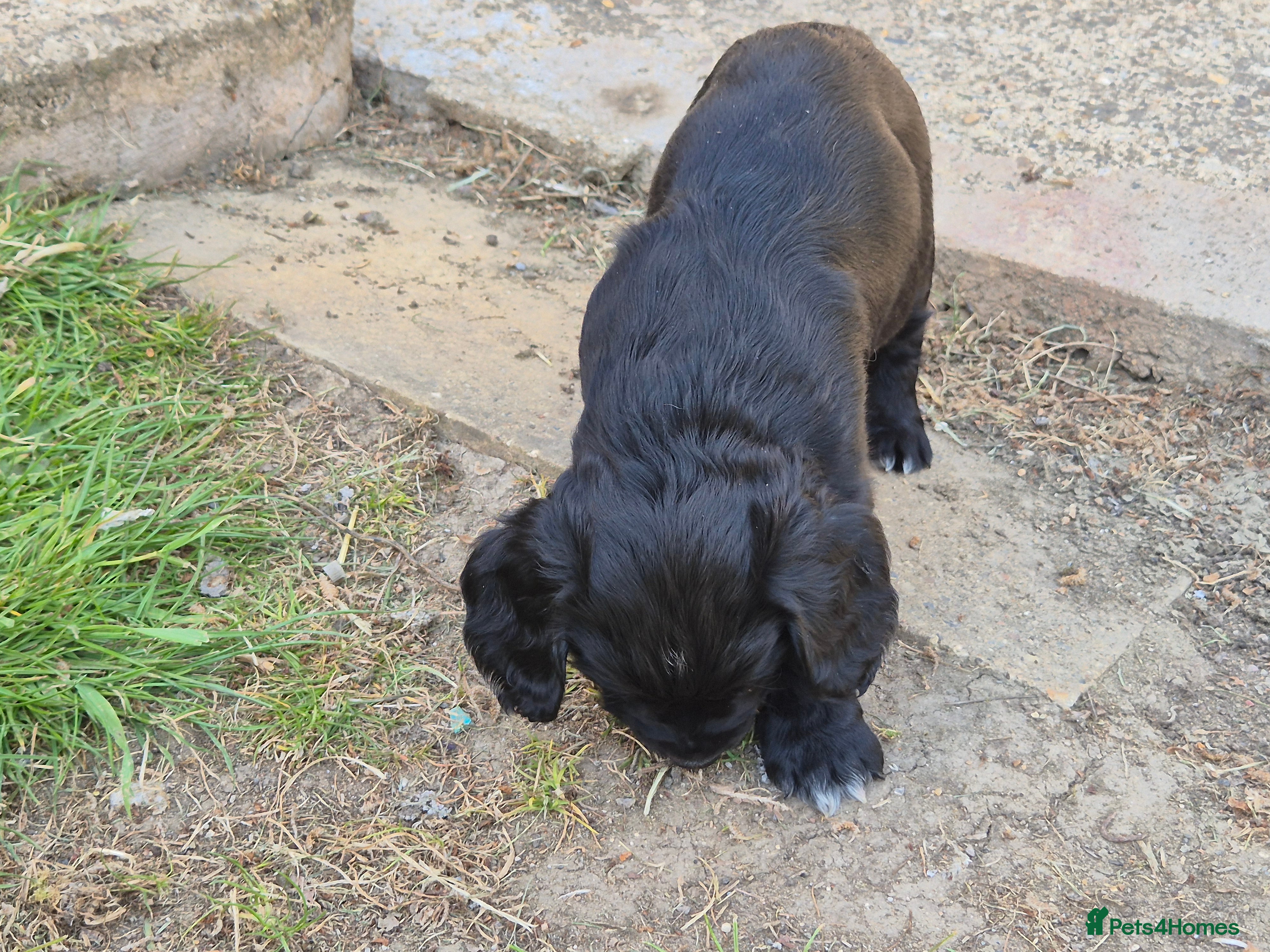 Cocker Spaniel dogs for sale: 1 beautiful black & white boy left kc registered  - Advert 26