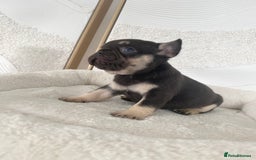 French Bulldog dogs for sale: Beautiful litter off French bulldog puppies  - Image 9