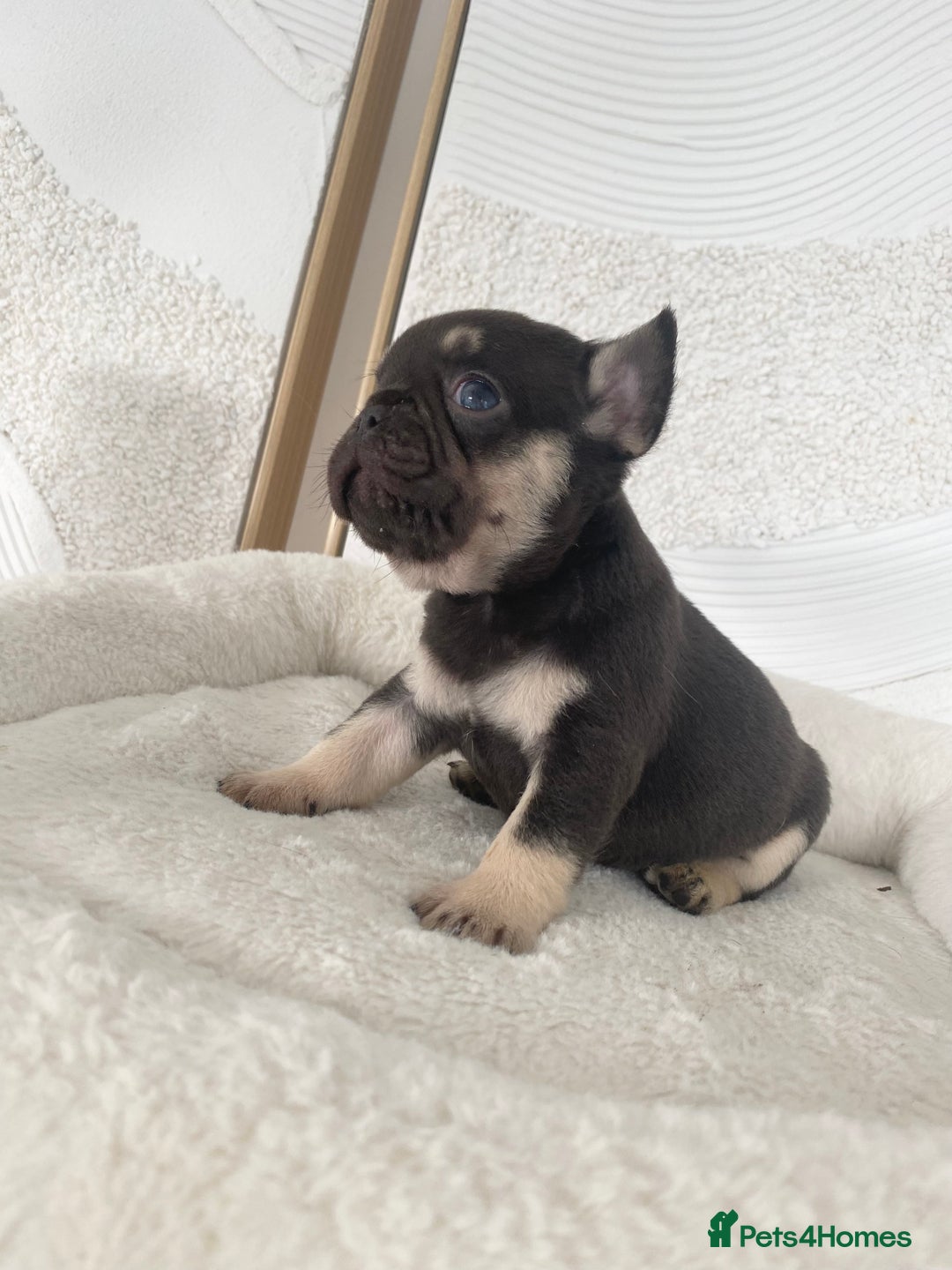 French Bulldog dogs for sale: Beautiful litter off French bulldog puppies  - Image 9