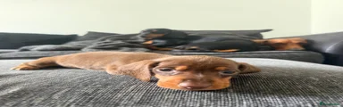 Dachshund 3