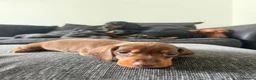 Dachshund dogs for sale: Standard Dachshunds Glasgow - Advert 13