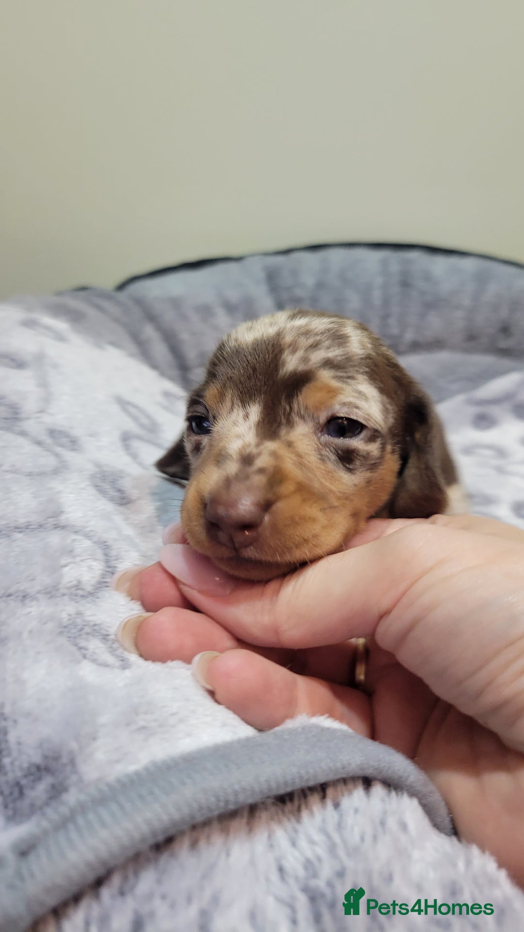 Miniature Dachshund dogs for sale: Kc Miniature  Dachshund  - Advert 10