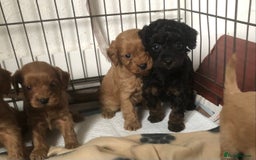 Cockapoo dogs for sale: Stunning Toy cockapoo puppies  - Image 5