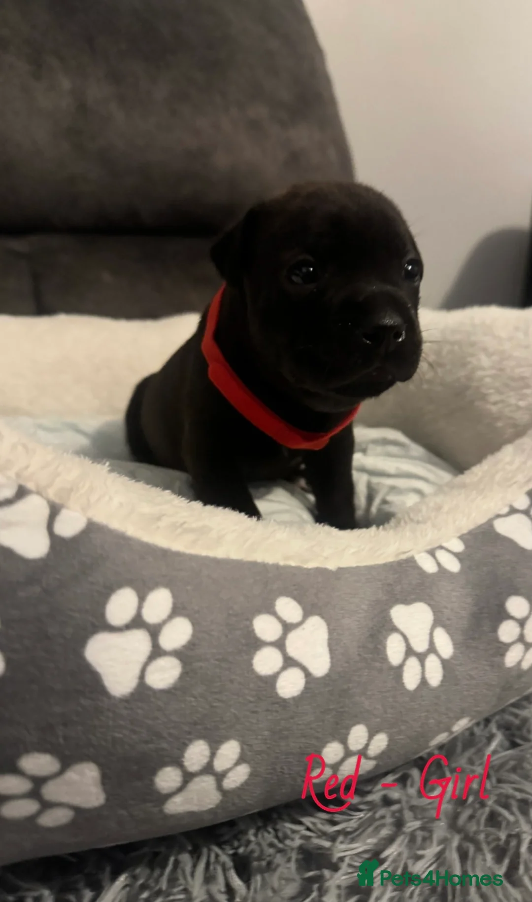 Staffordshire Bull Terrier dogs for sale: Staff puppies  - Advert 16