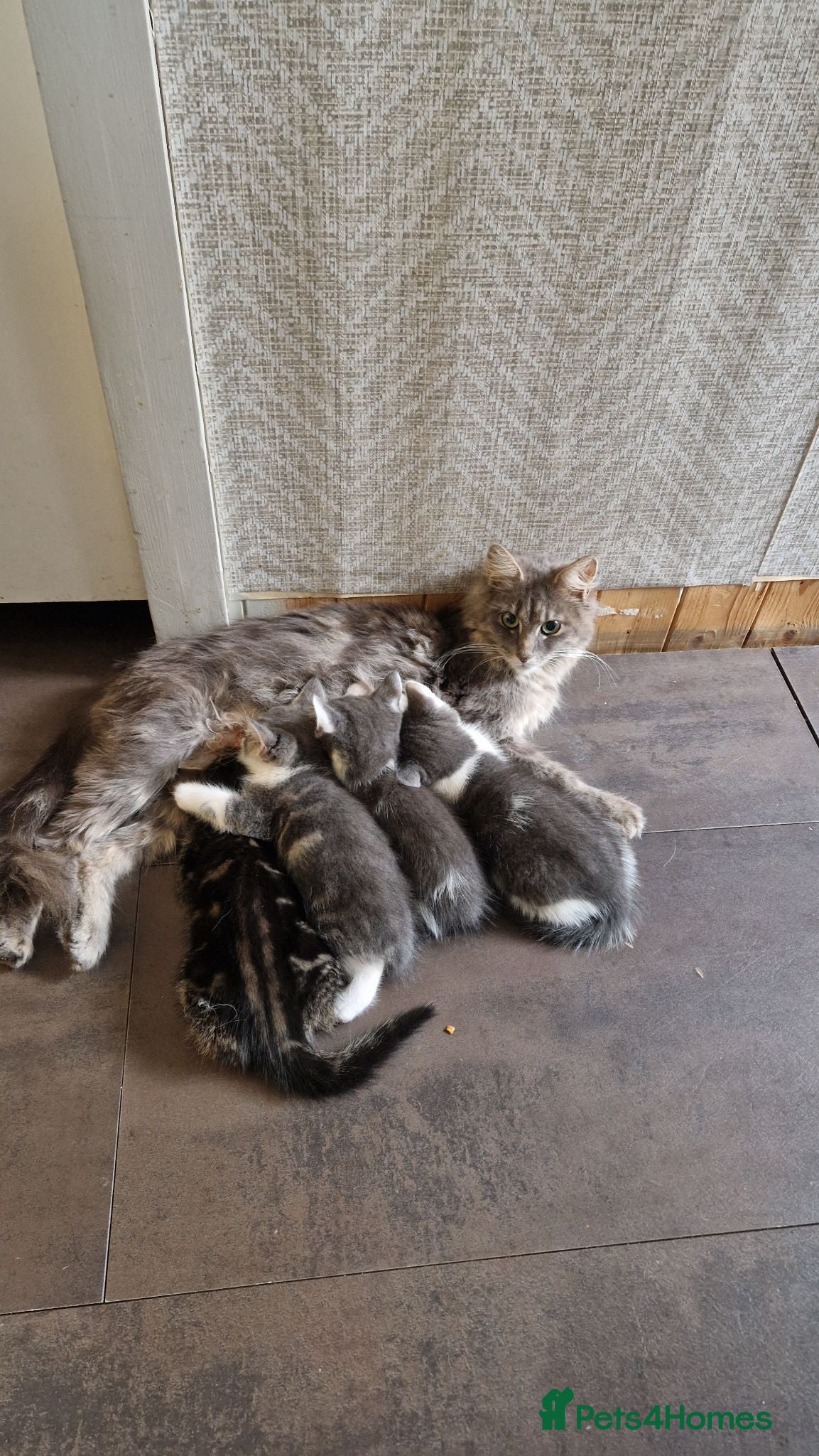 Maine Coon cats My maincoon Luna has had 7 beautiful kittens - Advert 7
