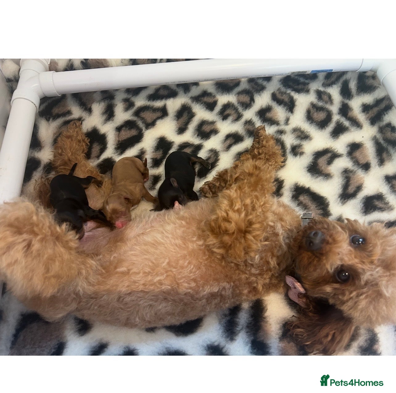 Cavapoo dogs F1 TOY CAVAPOO BOYS MY LITTLE PRINCESS  - Advert 2