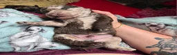 Cockapoo dogs for sale: Multigen Chocolate Merle Cockapoo Puppies - Advert 11
