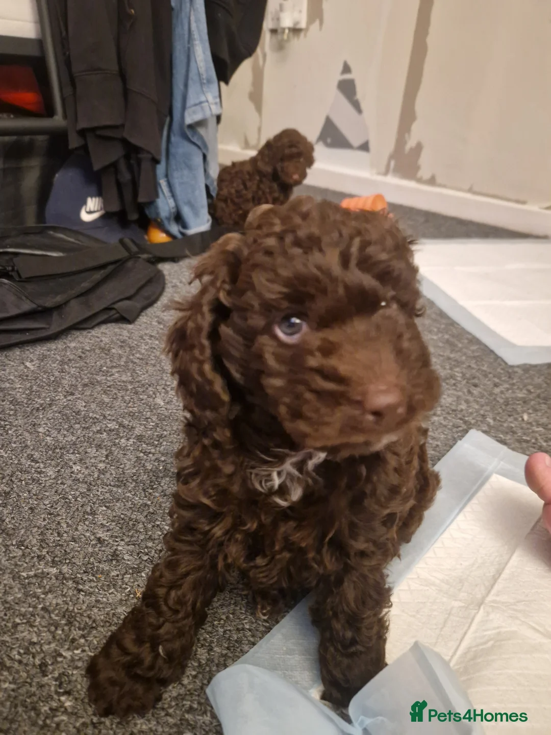 Cockapoo dogs for sale: Female cockapoo - Advert 3