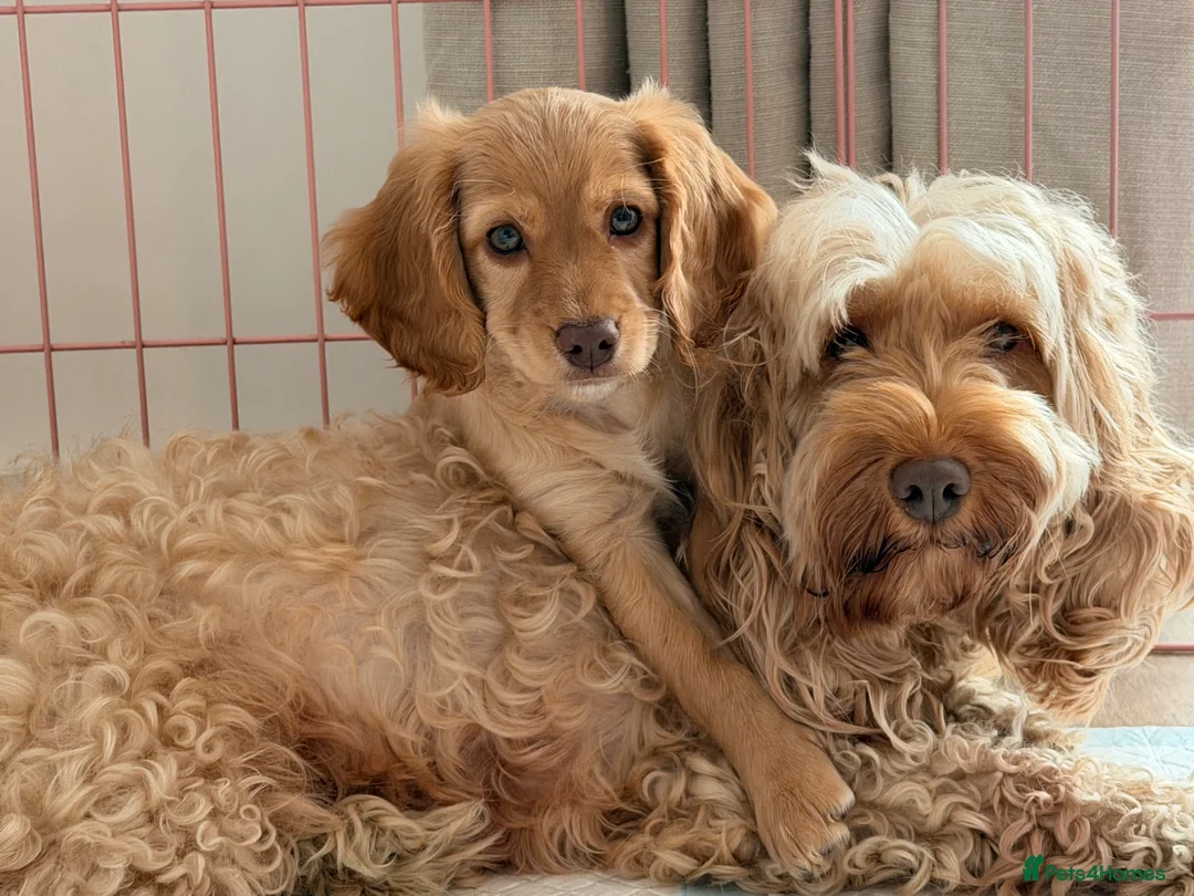 Cockapoo dogs for sale:  ✨🐶 Gorgeous female cockapoo puppy🐶✨ - Advert 1