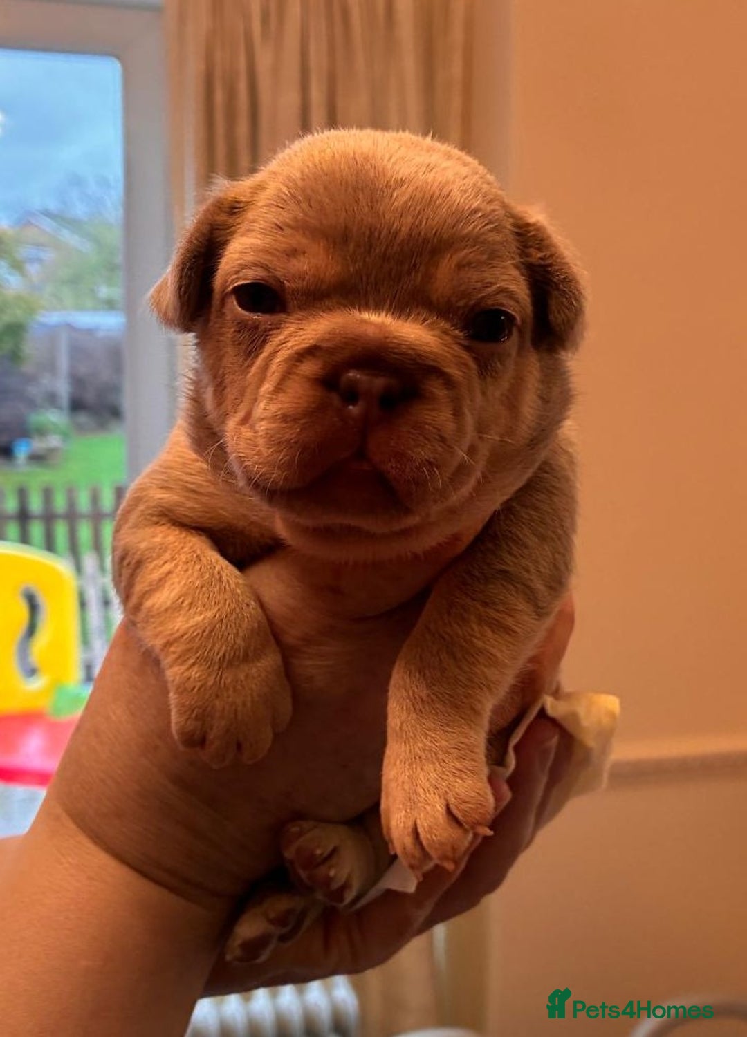 French Bulldog dogs for sale: KC Registered Beautiful French Bulldog Puppies - Advert 29