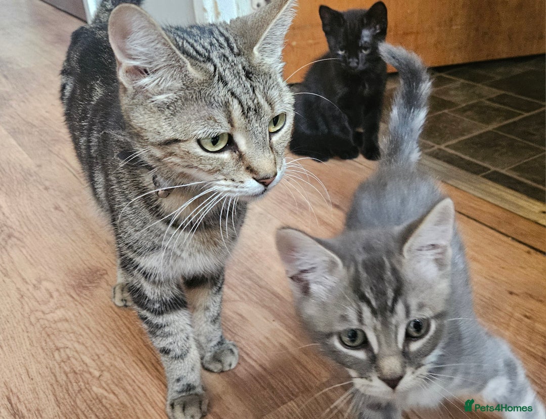 Mixed Breed cats for sale: Ready now kittens!  - Image 4