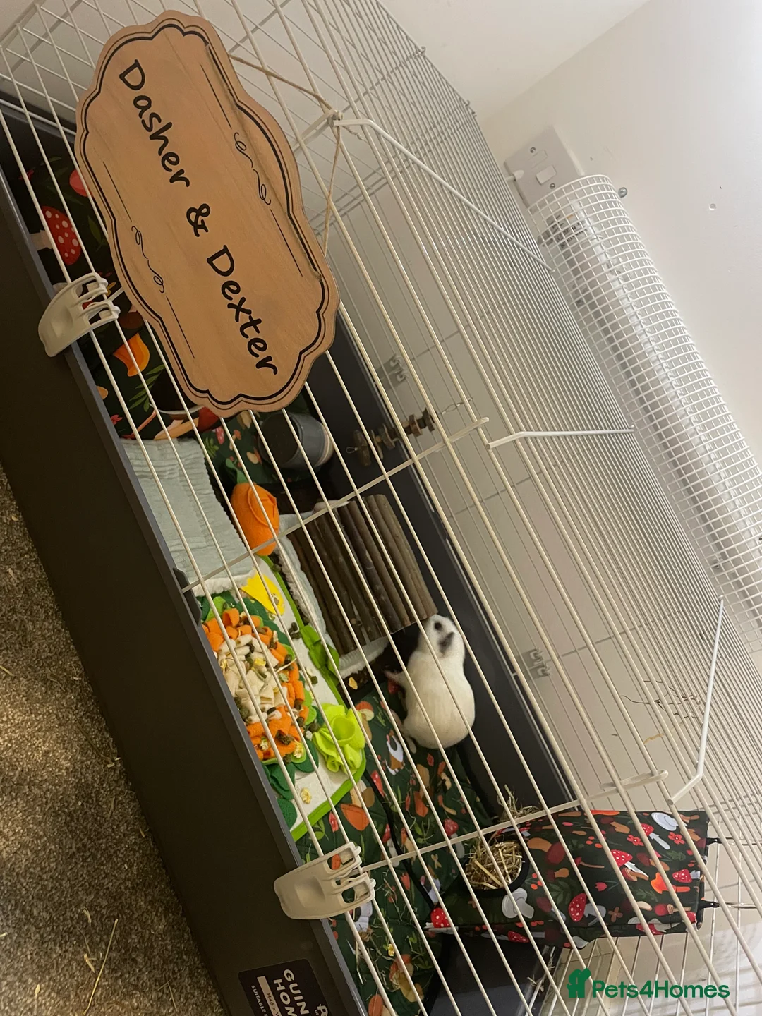Guinea Pig rodents for sale: Two male friendly guinea pigs  - Advert 2